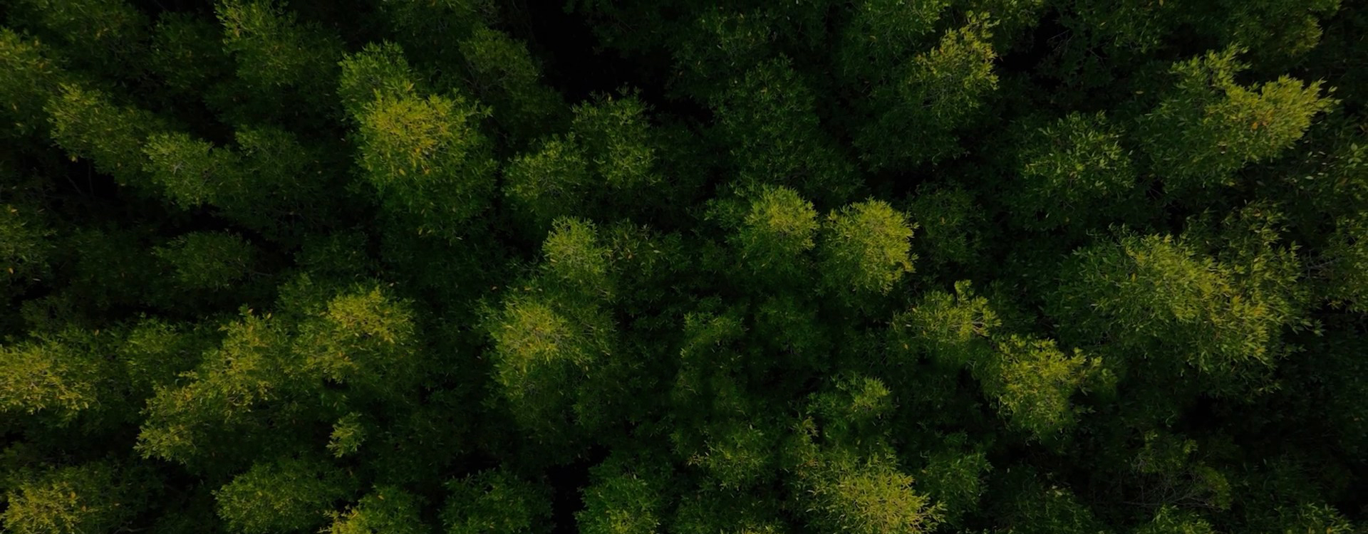 Sürdürülebilirlik