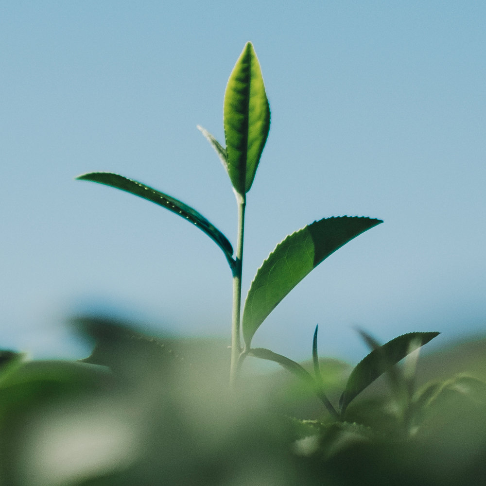 Sürdürülebilirlik