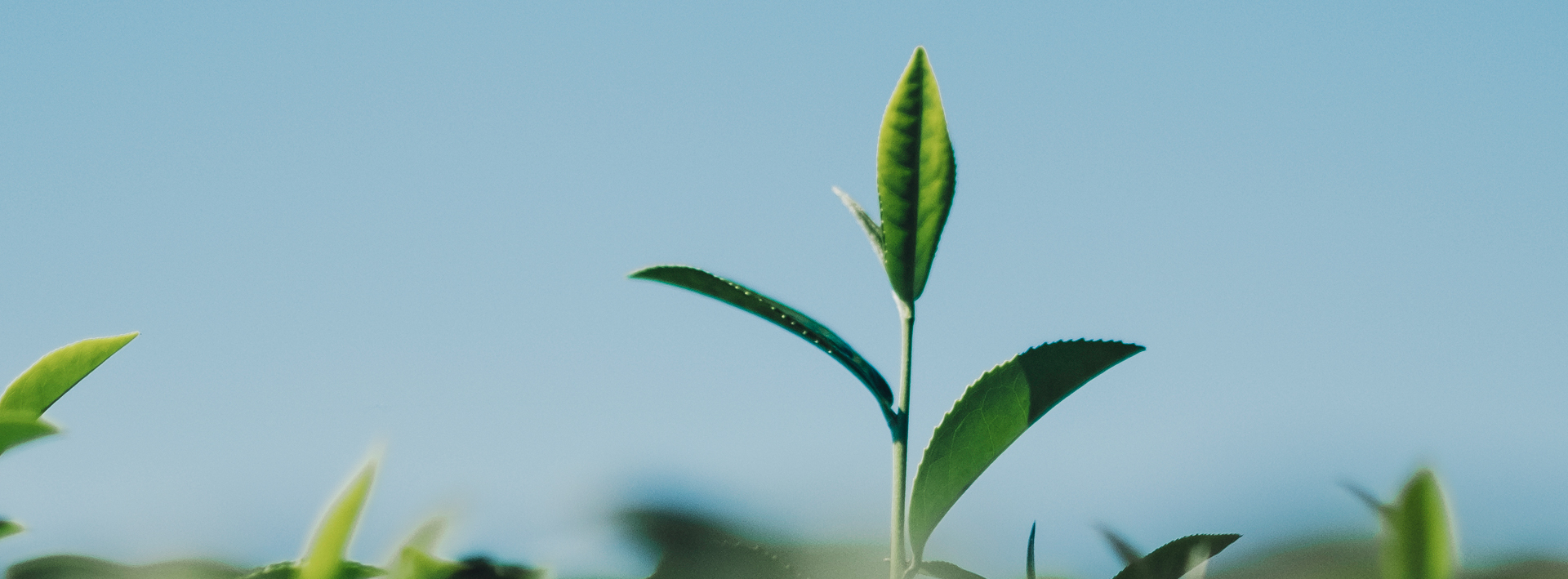 Sürdürülebilirlik